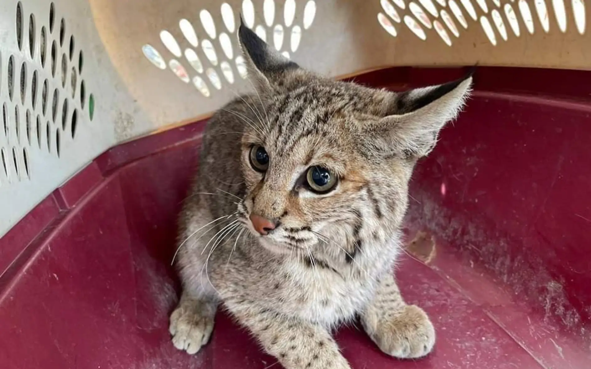 Llegan a la oficina y son sorprendidos por un lince ocurrió en Tamaulipas El Diario MX (4)